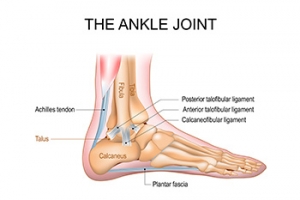 Foot and Ankle Structure and Function